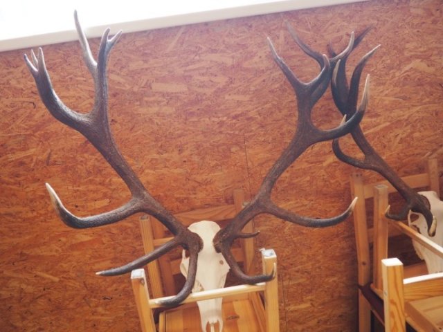 Wildgemeinschaft Hohe Veitsch